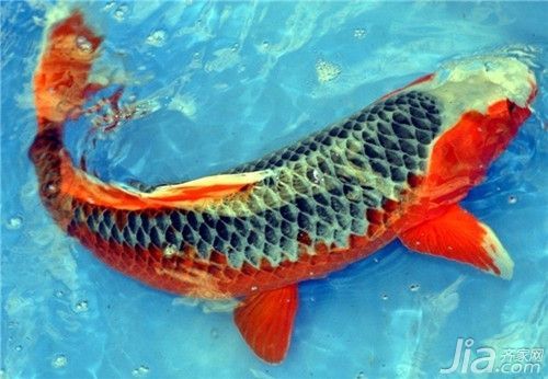 龍魚(yú)辟邪事例：男子活魚(yú)市場(chǎng)購(gòu)買(mǎi)活龍魚(yú)，查看時(shí)發(fā)現(xiàn)里面藏著一群小魚(yú)仔