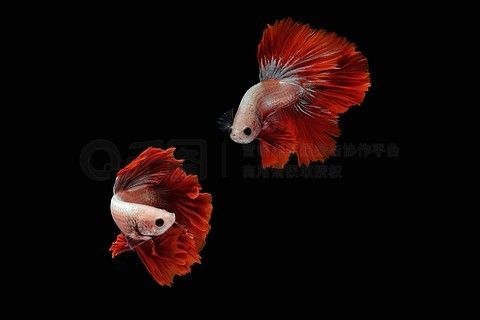 龍魚黑背景可以嗎：龍魚黑背景可以嗎，