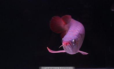 龍魚黑背景可以嗎：龍魚黑背景可以嗎，