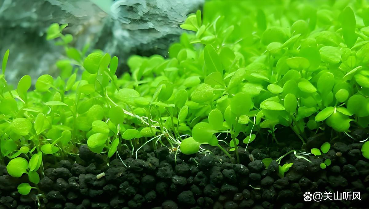 龍魚缸水草種植教程