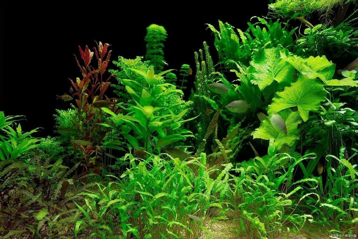 龍魚缸水草種植教程