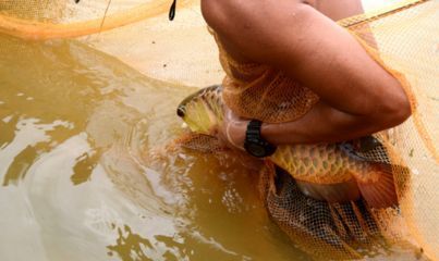 小金龍魚喂什么長的快些：如何喂養小金龍魚以促進其快速生長其快速生長