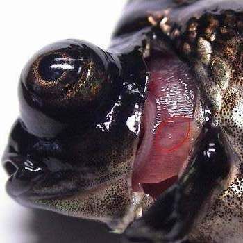 龍魚鰓蓋爛了最簡單去除方法 龍魚百科 第3張 龍魚鰓蓋爛了最簡單去除方法 龍魚鰓蓋爛了最簡單去除方法 龍魚百科 第3張