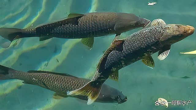 龍魚鰓蓋爛了最簡單去除方法 龍魚百科 第13張 龍魚鰓蓋爛了最簡單去除方法 龍魚鰓蓋爛了最簡單去除方法 龍魚百科 第13張
