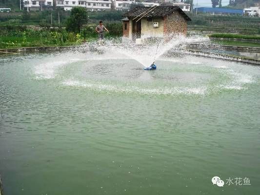 減少銀龍魚應激反應方法：減少銀龍魚應激反應的方法