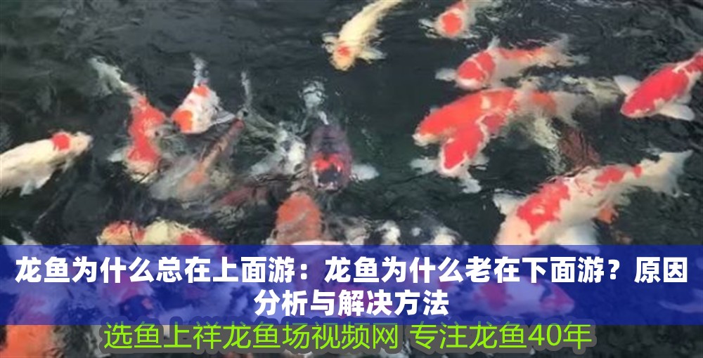 龍魚為什么總在上面游：龍魚為什么老在下面游？原因分析與解決方法
