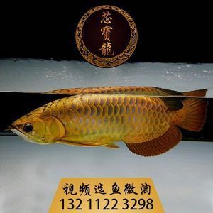 龍魚一側(cè)掉眼能恢復(fù)嗎？：龍魚一側(cè)掉眼可以通過一些方法恢復(fù)