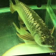 如何調理龍魚狀態好一點：如何調理龍魚狀態