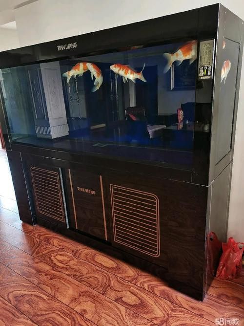 二手魚缸低價出售贈龍魚