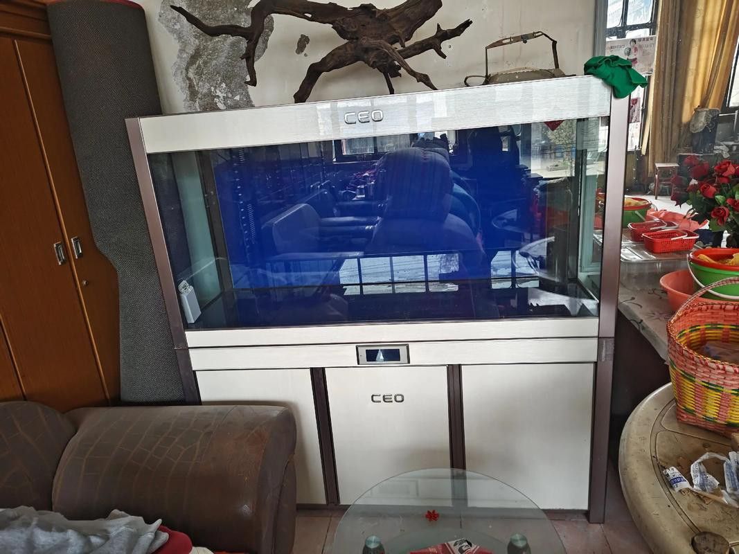 二手魚缸低價出售贈龍魚