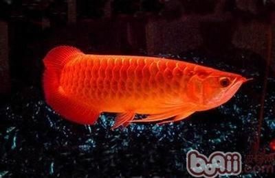 龍魚低水位 養的好處是什么：低水位養殖龍魚有多重好處，龍魚低水位飼養的注意事項