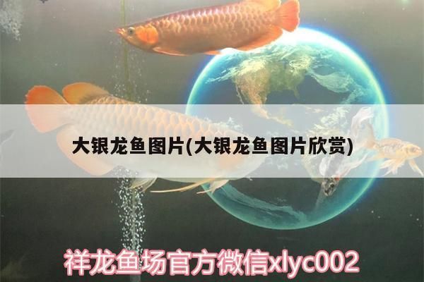 龍魚做掉眼手術后蒙眼了怎么辦：金龍魚眼睛的蒙眼狀態 龍魚做掉眼手術后蒙眼了怎么辦：金龍魚眼睛的蒙眼狀態 龍魚百科 第2張