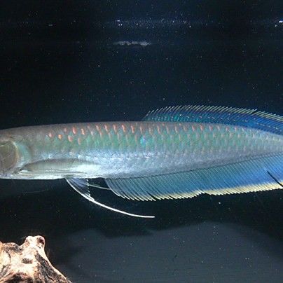 黑龍魚(yú)的介紹