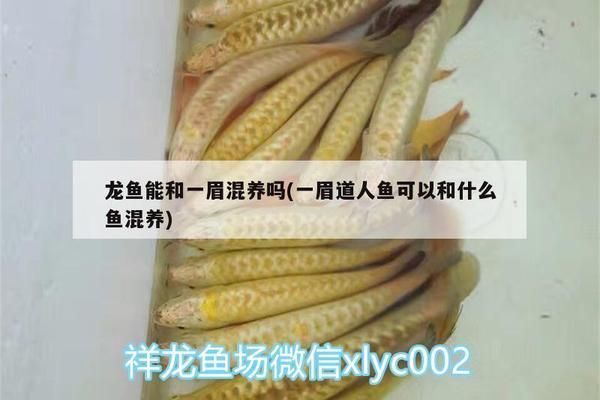 龍魚和一眉道人混養(yǎng)：龍魚和一眉道人可以混養(yǎng)嗎？