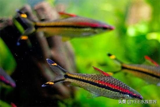 龍魚和一眉道人混養(yǎng)：龍魚和一眉道人可以混養(yǎng)嗎？