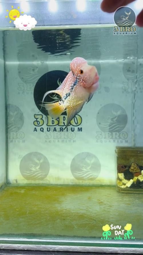 龍魚和羅漢魚哪個好養