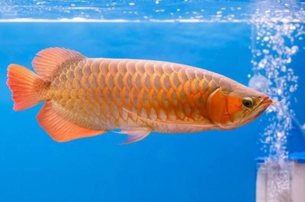 龍魚和羅漢魚哪個好養