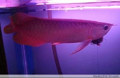 皇冠九間魚(yú)會(huì)咬龍魚(yú)嗎 皇冠九間魚(yú)會(huì)咬龍魚(yú)嗎 龍魚(yú)百科 第1張