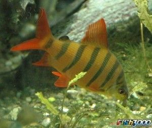 皇冠九間魚(yú)會(huì)咬龍魚(yú)嗎 皇冠九間魚(yú)會(huì)咬龍魚(yú)嗎 龍魚(yú)百科 第2張