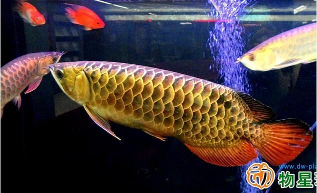 比金龍魚還貴的魚有哪些：四種比龍魚還貴的鯰魚，你認識嗎？
