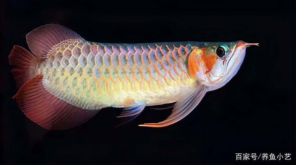 紅龍魚眼睛顏色有何講究？