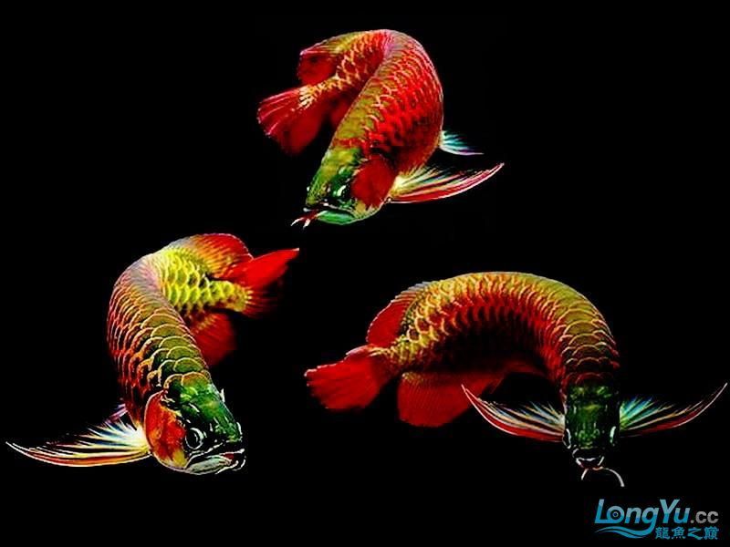 飛龍魚是什么魚類（常見的5種飛龍魚，常見的龍魚）