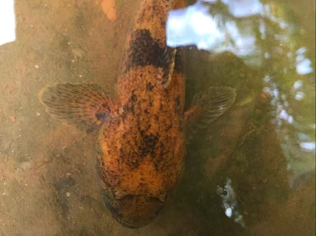 飛龍魚是什么魚類（常見的5種飛龍魚，常見的龍魚）