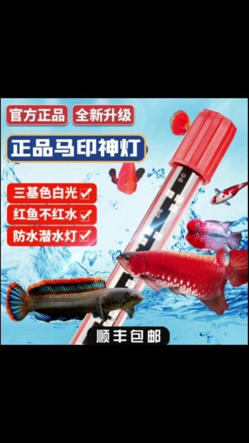 如何預(yù)防紅龍魚(yú)褪色？