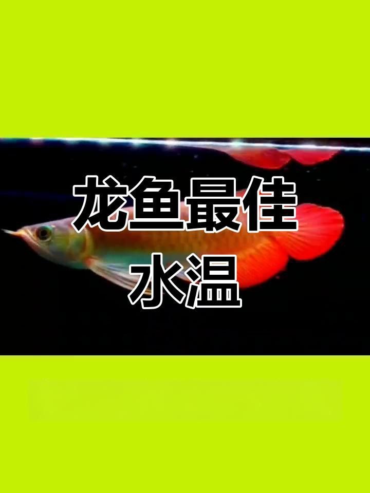 如何預(yù)防紅龍魚(yú)褪色？