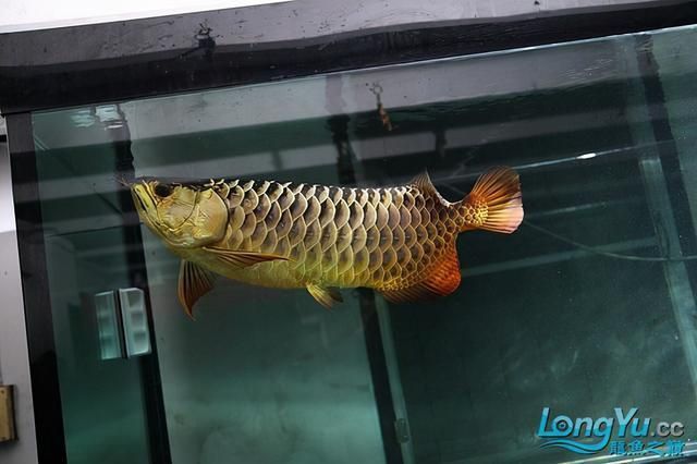 高背金龍魚和過背金龍魚的區別：什么叫高背和過背金龍魚的區別高背和過背金龍魚的區別