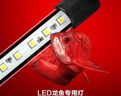 龍魚專用燈是多少伏的燈好用：龍魚專用燈如何選擇 龍魚專用燈是多少伏的燈好用：龍魚專用燈如何選擇 龍魚百科 第3張
