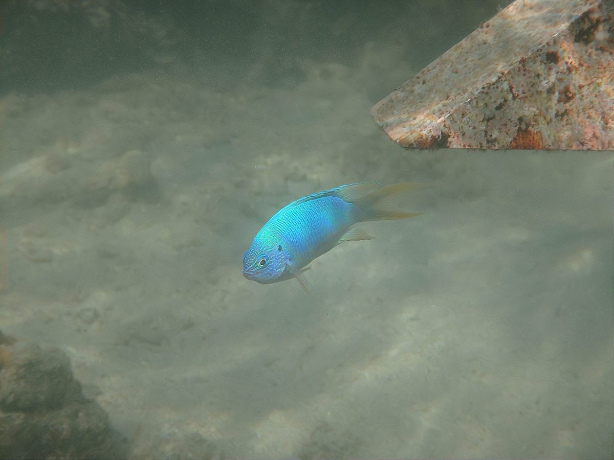 龍魚身體傾斜