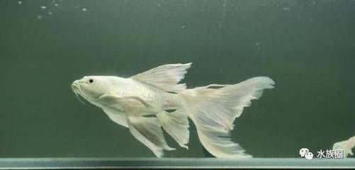 白金龍鳳鯉魚：關(guān)于白金龍鳳鯉魚的詳細(xì)信息