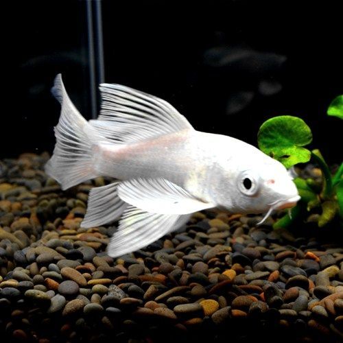白金龍鳳鯉魚：關于白金龍鳳鯉魚的詳細信息