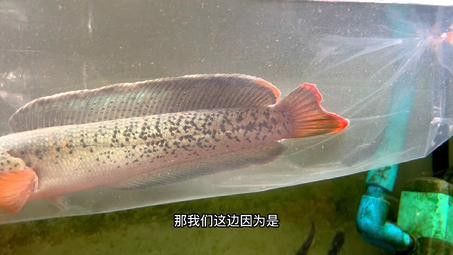推薦一些適合與招財貓混養的雷龍品種 推薦一些適合與招財貓混養的雷龍品種 龍魚百科 第3張