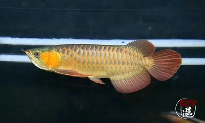 龍魚最近不吃食怎么辦