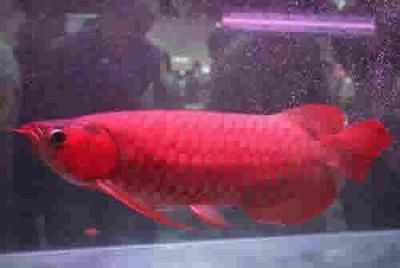 中國最貴紅龍魚7000萬在什么地方賣的什么地方賣的：中國最貴紅龍魚7000萬在什么地方賣的什么地方