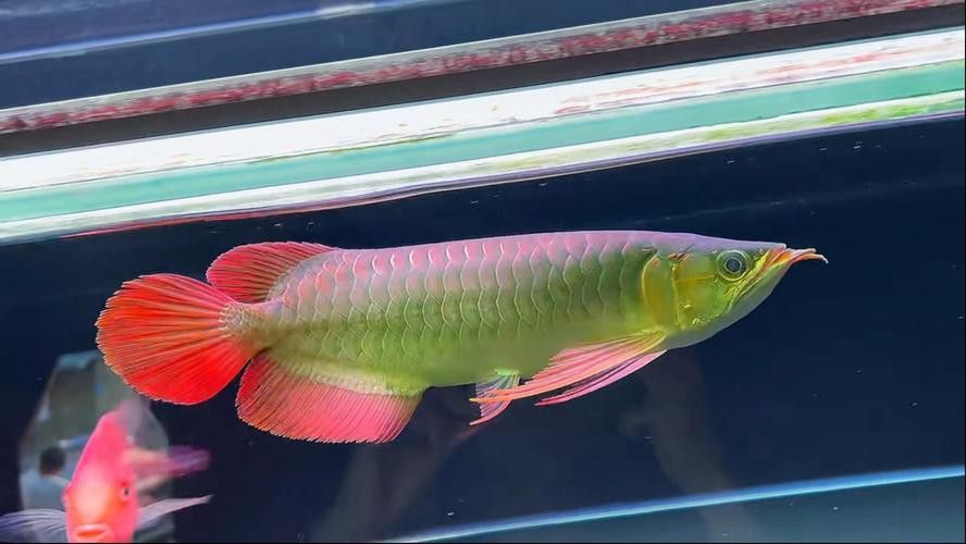 印尼大湖龍魚是怎樣的生活環境圖片