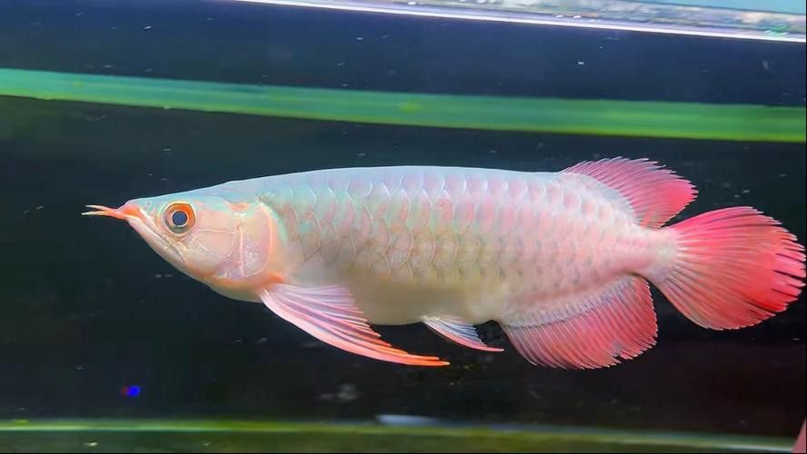 印尼大湖龍魚是怎樣的生活環境圖片