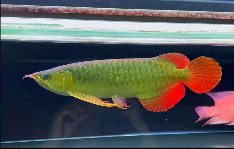 印尼大湖龍魚是怎樣的生活環境圖片