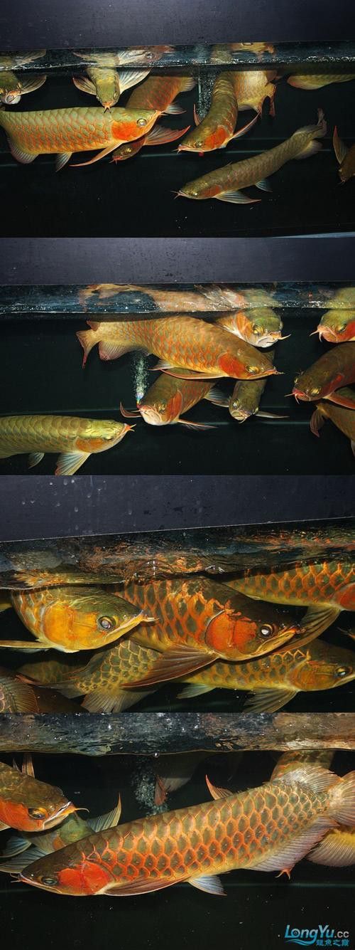 印尼大湖龍魚是怎樣的生活環境圖片