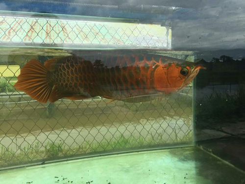 印尼大湖龍魚是怎樣的生活環境圖片