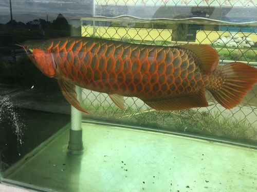 印尼大湖龍魚是怎樣的生活環境圖片