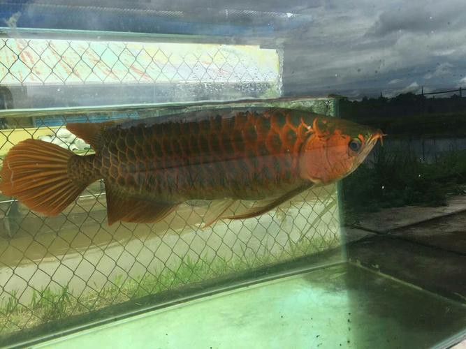 印尼大湖龍魚是怎樣的生活環境圖片