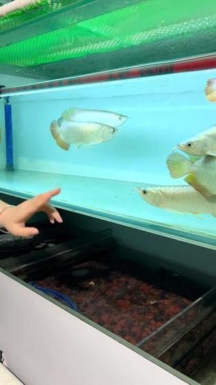 印尼大湖龍魚是怎樣的生活環境圖片