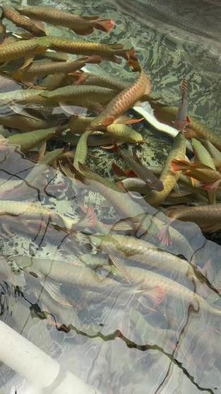 印尼大湖龍魚是怎樣的生活環境圖片