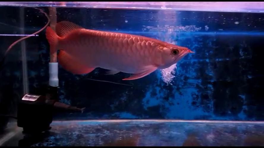 印尼大湖龍魚是怎樣的生活環境圖片
