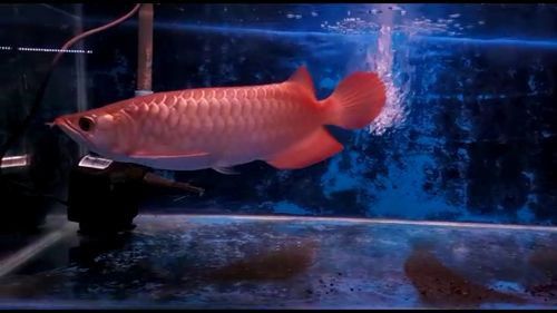 印尼大湖龍魚是怎樣的生活環境圖片