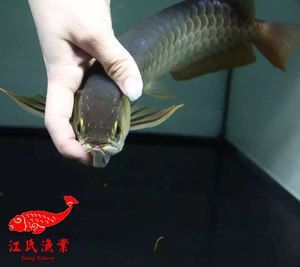 龍魚在馬來西亞貴嗎值錢嗎：馬來西亞龍魚價格相對較低的原因主要有以下幾點