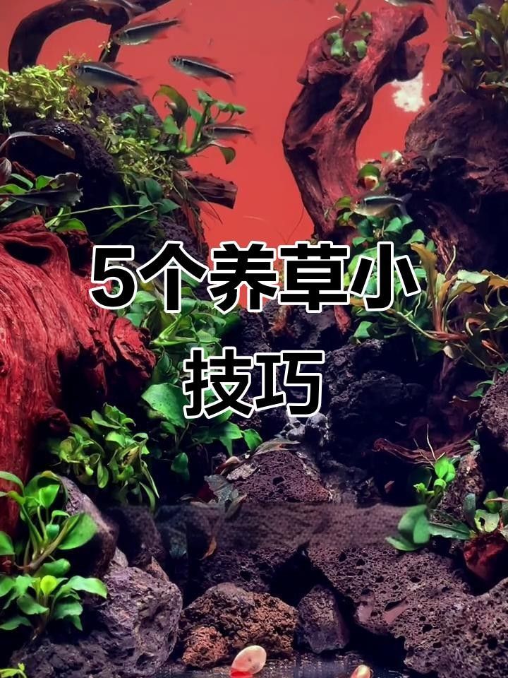 龍魚缸水草多久換一次
